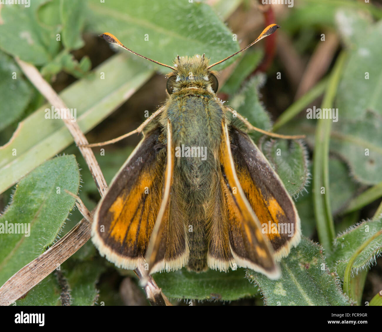 Silver-spotted skipper (Hesperia comma) à partir de ci-dessus. Un skipper bien marquée dans la famille des postes, montrant d'ailes Banque D'Images