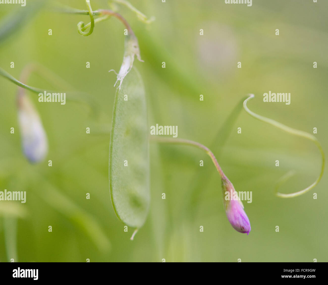 Bon tare (Vicia tetrasperma). Un embrouillage membre de la famille des pois (Fabaceae) montrant les fleurs et les coupelles de semences Banque D'Images