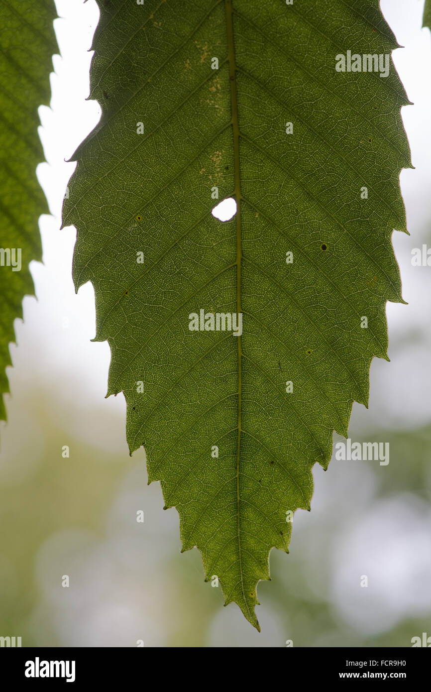 Le châtaignier (Castanea sativa) feuille. Une feuille d'un arbre dans la famille de hêtre (Fagaceae), avec un trou et la lumière brille à travers Banque D'Images