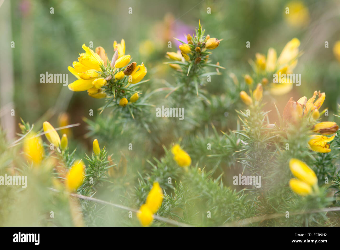 L'ouest de l'ajonc (Ulex gallii) en fleurs. Un arbuste épineux de la famille des pois, Fabaceae, en fleurs Banque D'Images
