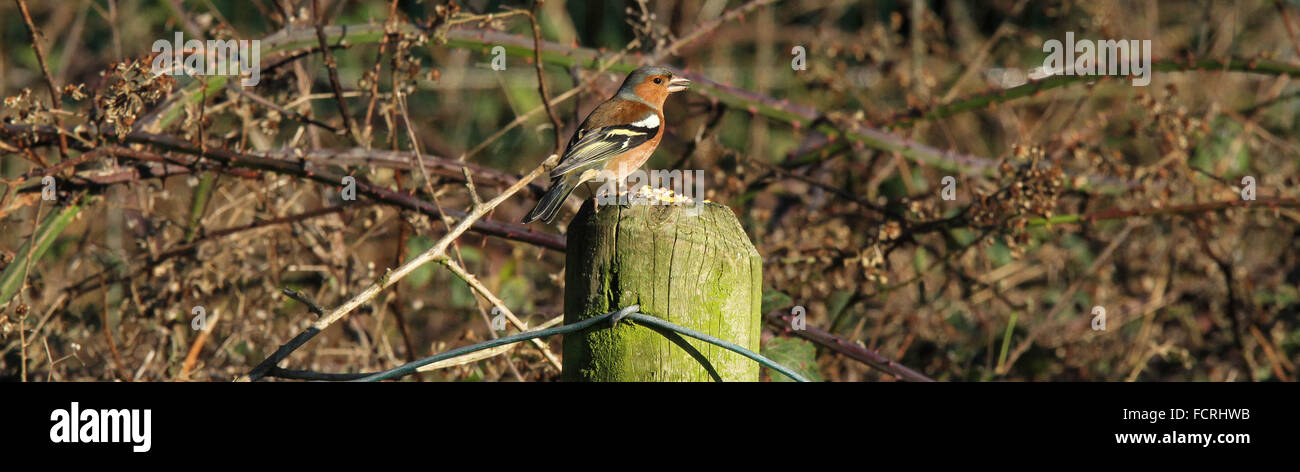 Chaffinch mâle de manger les graines sur piquet Banque D'Images