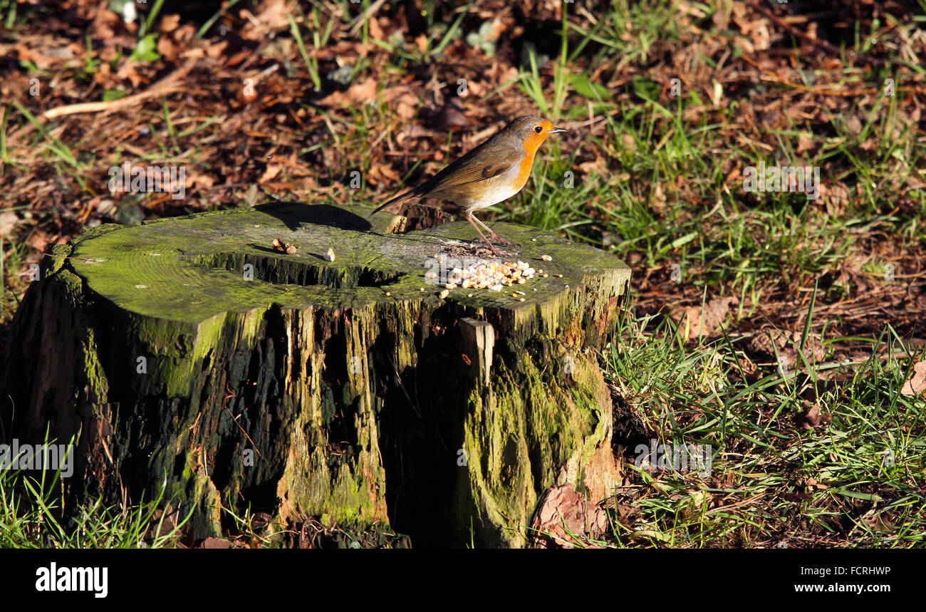 Robin se nourrissant de graines sur souche d'arbre Banque D'Images