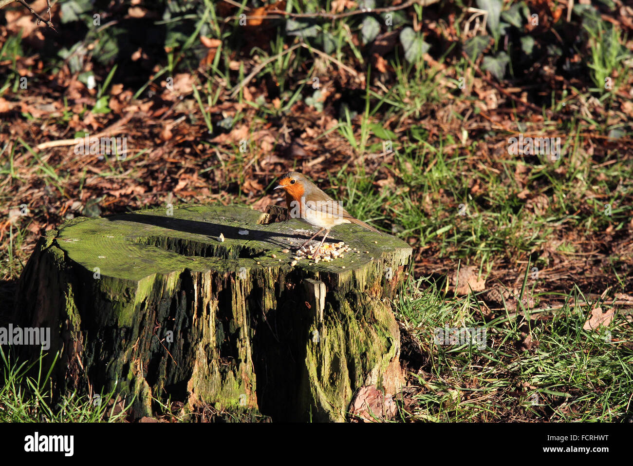 Robin se nourrissant de graines sur souche d'arbre Banque D'Images