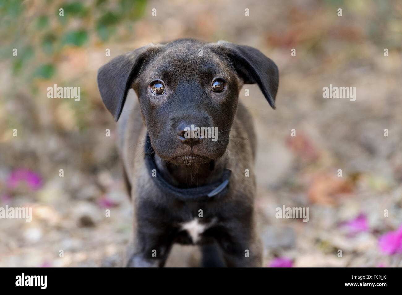 Curieux chien est un joli chien à l'extérieur en vous regardant avec son drôle de visage. Photographié avec Nikon D3s appareil photo. Banque D'Images