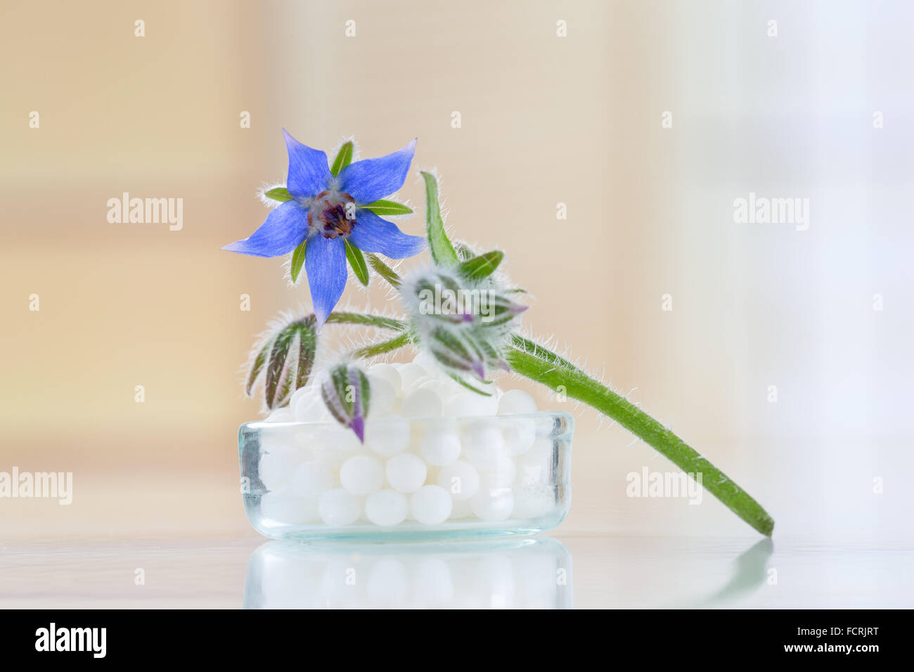 Globules homéopathie avec fleurs de bourrache Banque D'Images