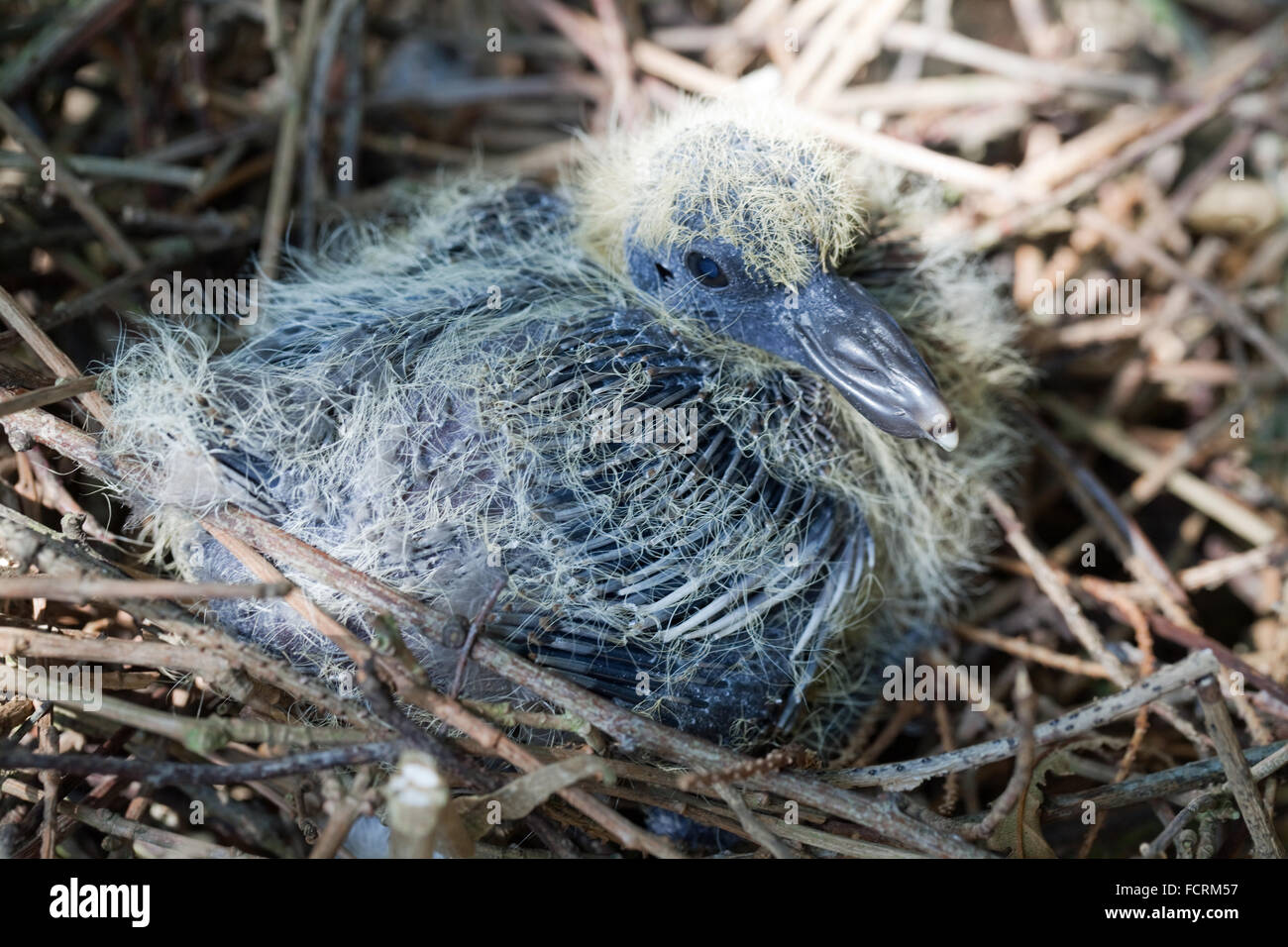 Bois-pigeon (Columba palumbus). 'Unique' quab ou jeunes, dans leur nid. Environ 8 jours. Banque D'Images