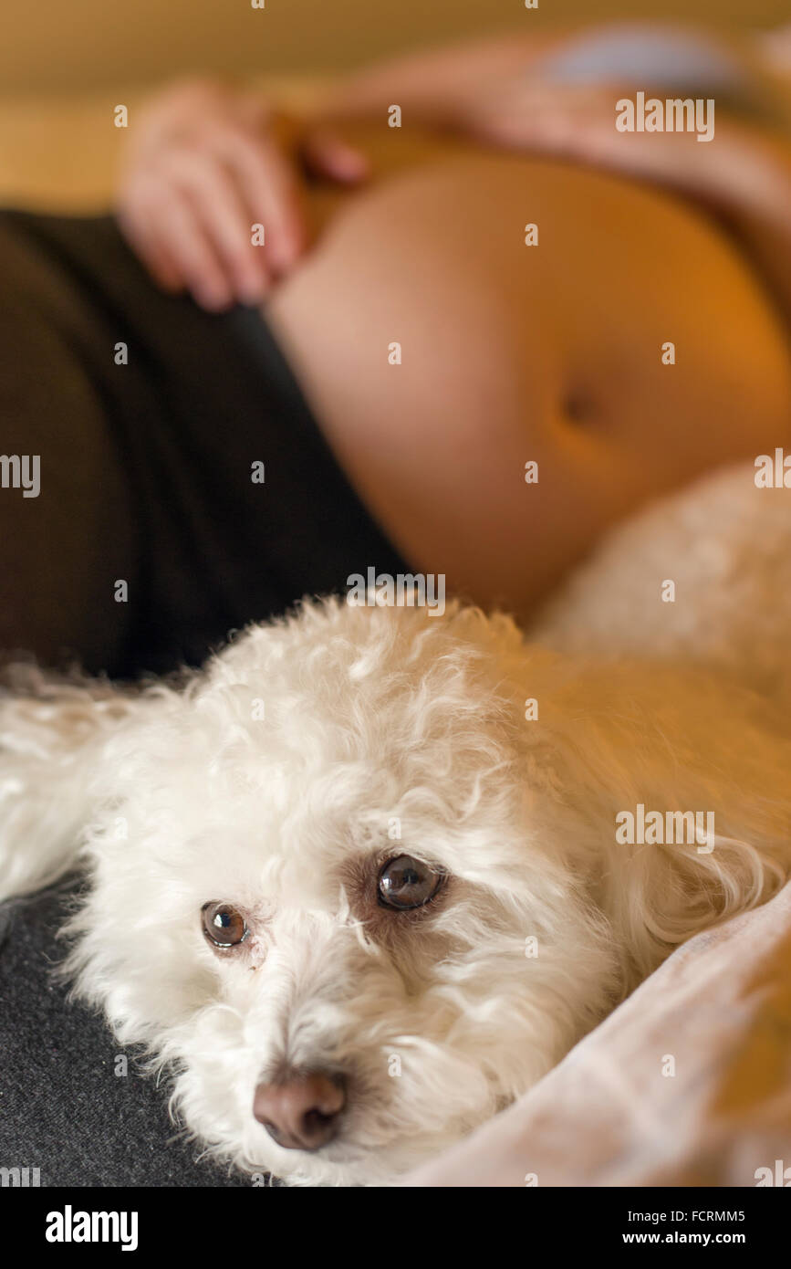 Femme Enceinte Avec Bebe Ventre Au Lit Avec Bichon Frise Dog Photo Stock Alamy