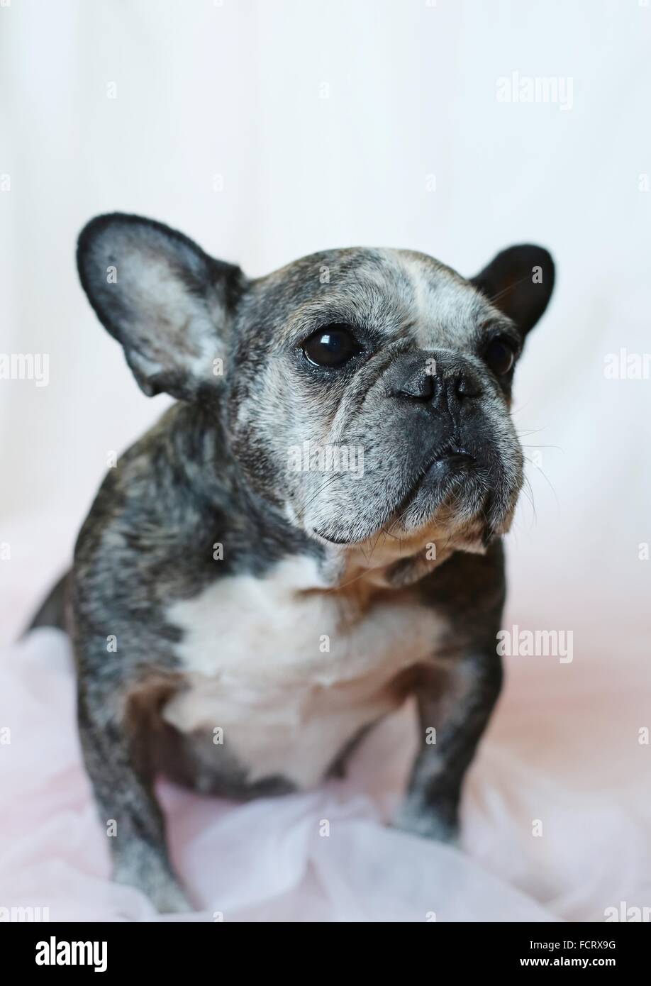 Un portrait d'un vieux bouledogue français. Banque D'Images