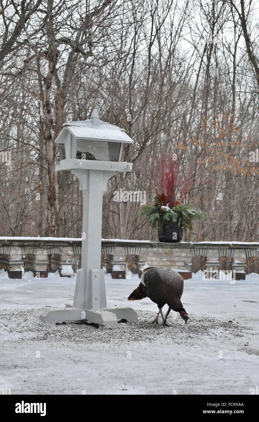 Un dindon sauvage manger à une mangeoire pour oiseaux à la Minnesota Landscape Arboretum près de Minneapolis. Banque D'Images