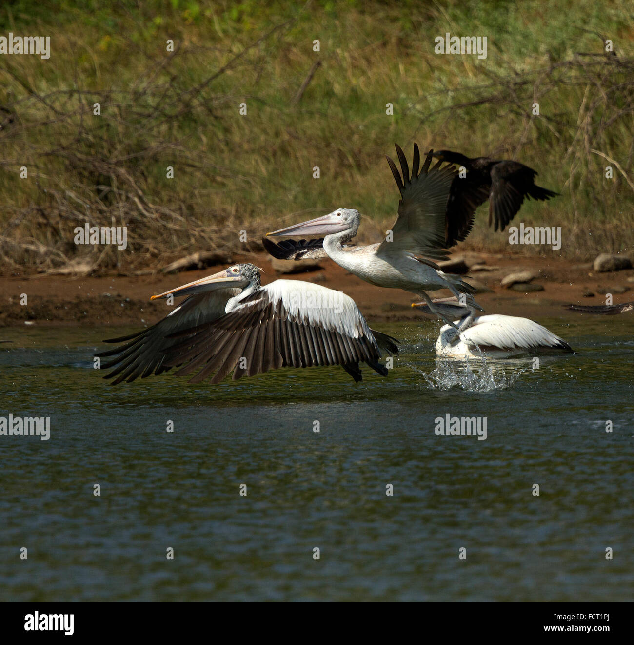 Le spot-billed pelican pelican ou gris (Pelecanus philippensis) est un membre de la famille pelican. Banque D'Images