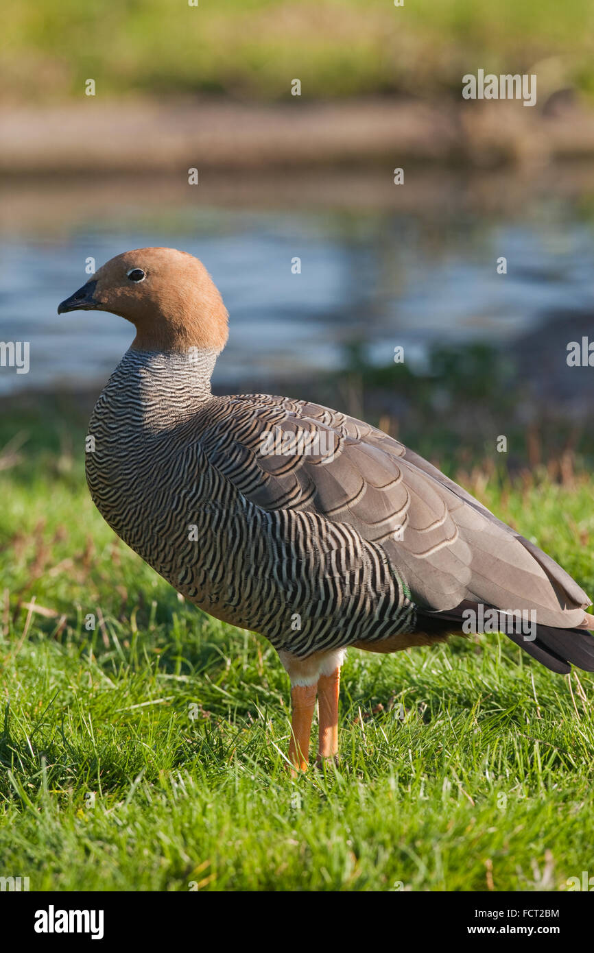 Ouette à tête rousse. Chloephaga rubideps. Banque D'Images