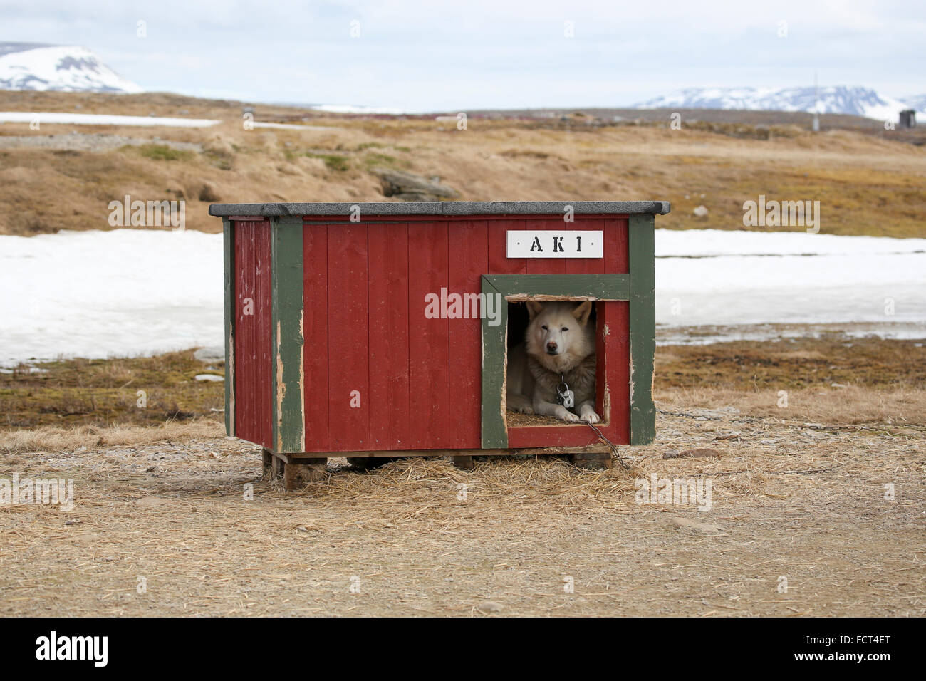 Svalbard, l'île Bear aka Bjørnøya. Chien de travail en cabane. Banque D'Images