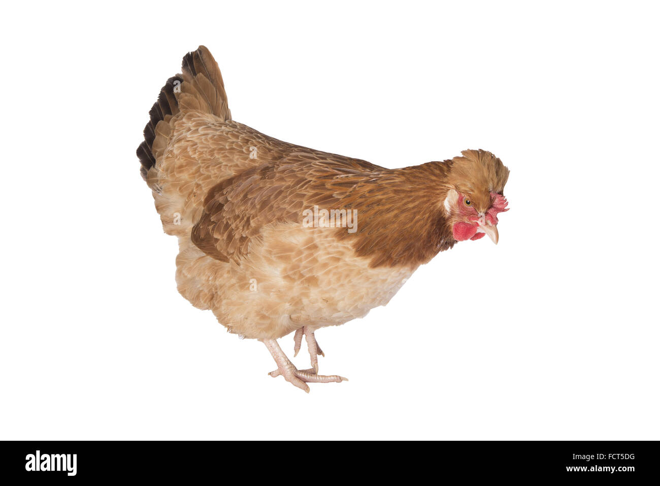 Poulet poule Sulmtaler autrichien balades vue côté isolé sur fond blanc Banque D'Images