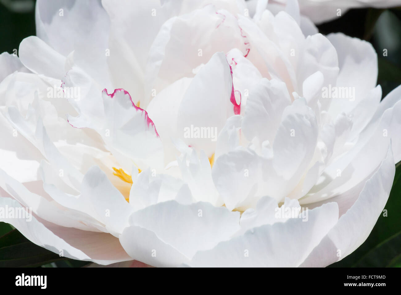 Close up of white peony flower Banque D'Images