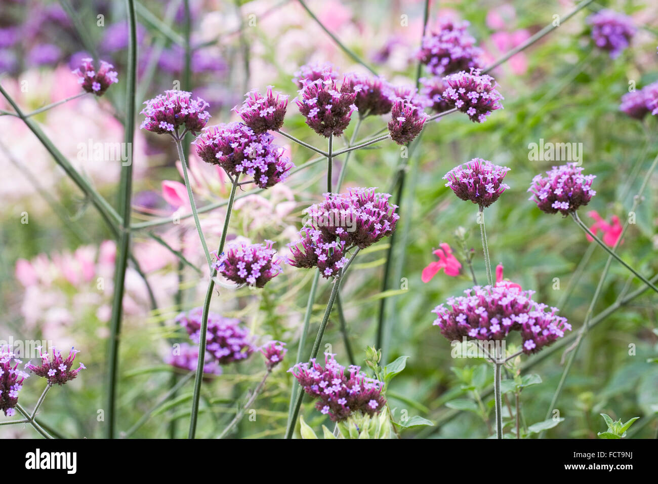 Verbena bonariensis. Verveine argentin. Banque D'Images