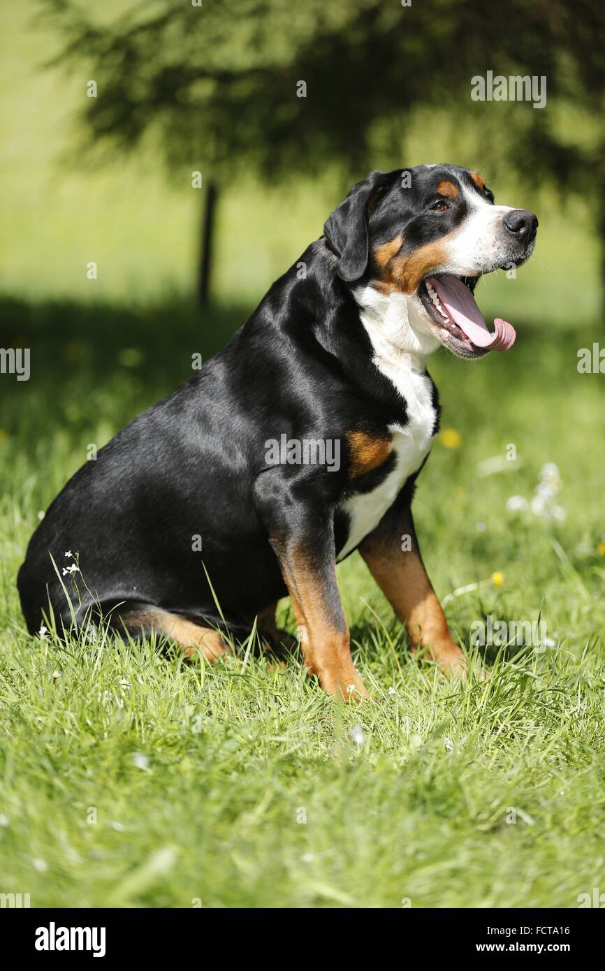 Plus béant Swiss Mountain Dog Banque D'Images