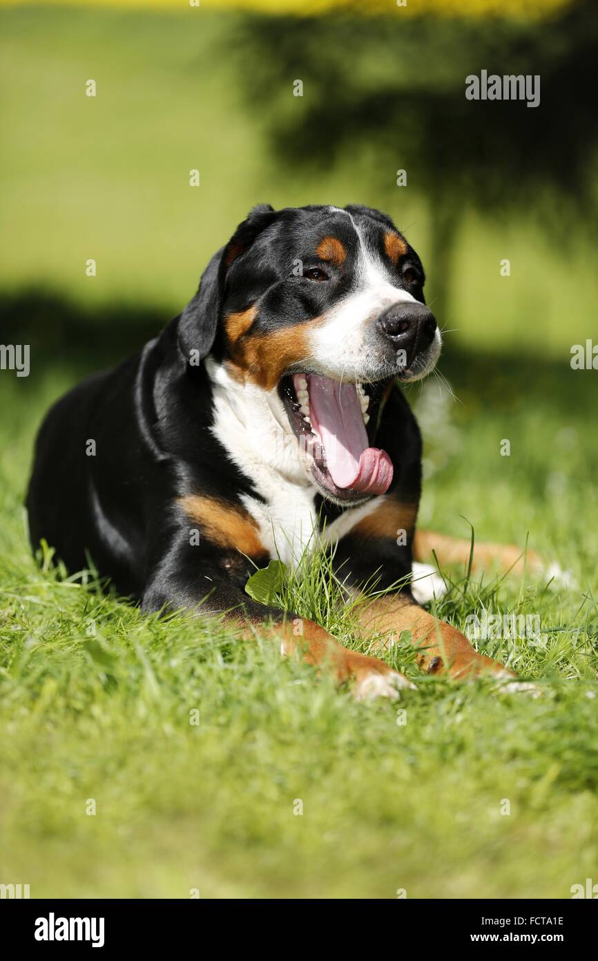 Plus béant Swiss Mountain Dog Banque D'Images