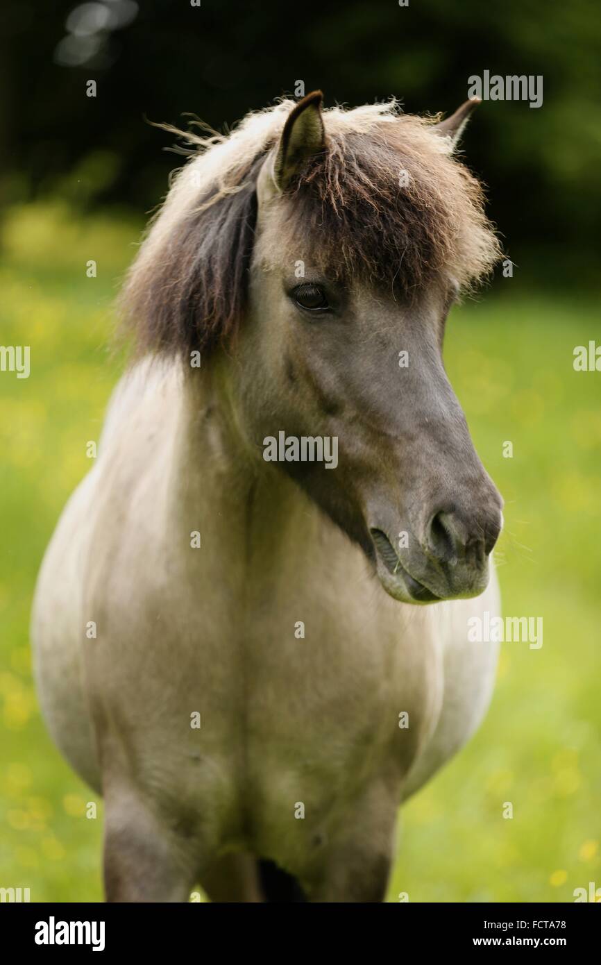 Portrait cheval islandais Banque D'Images
