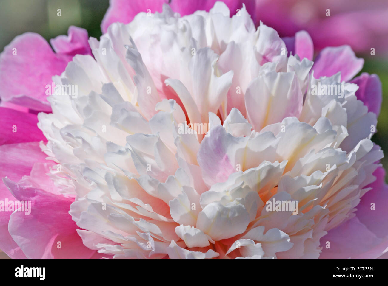 Close up of pink peony flower Banque D'Images