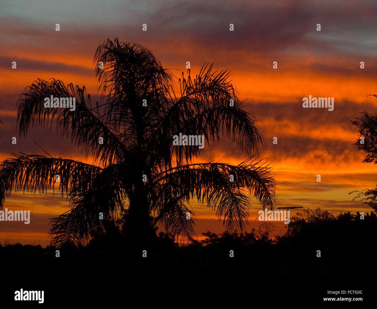 Palm Tree Silhouette Coucher du Soleil Banque D'Images