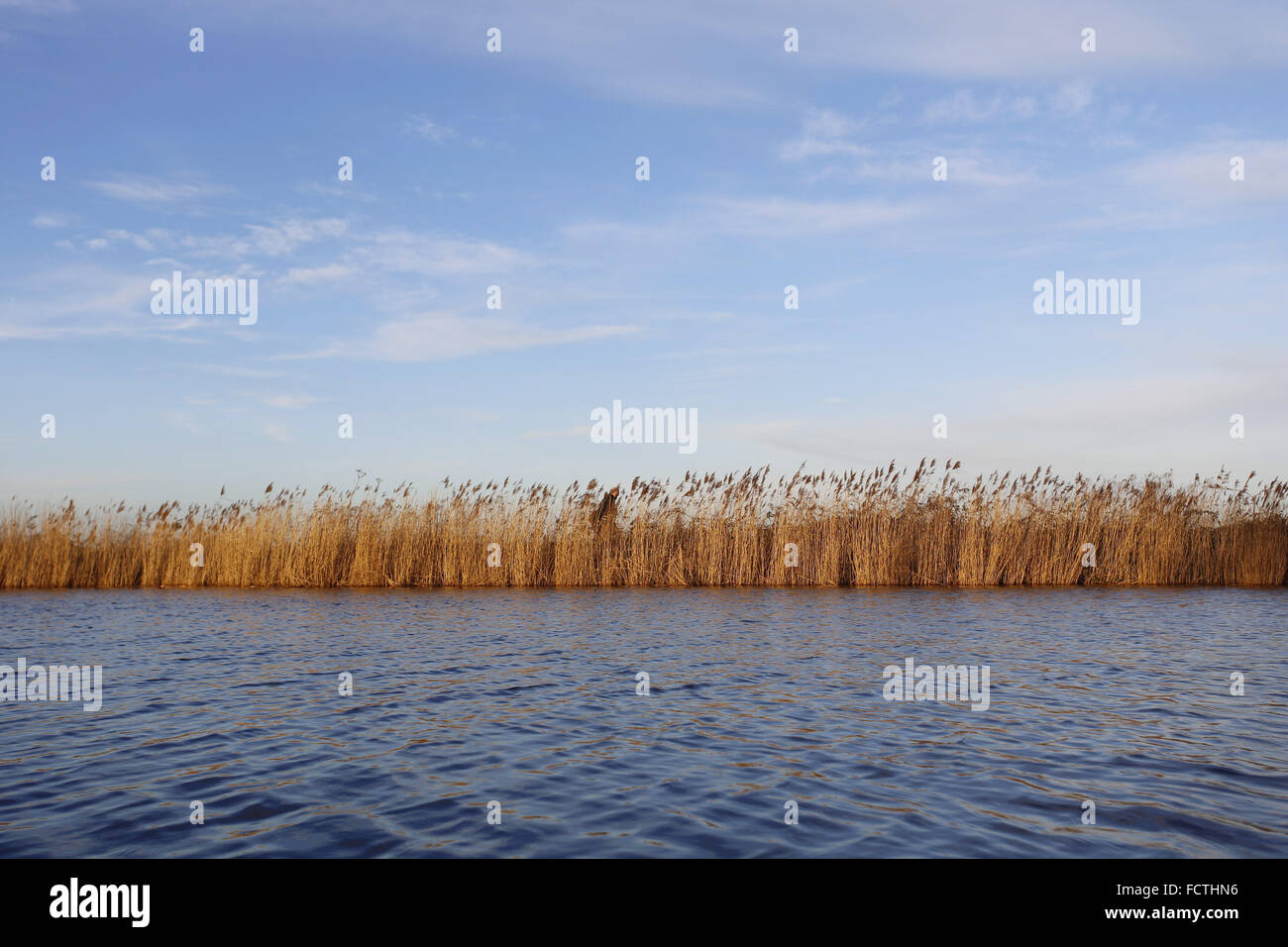 Norfolk Broads : roseaux communs, Phragmites australis, bordant la rive de la rivière Thurne près de Martham, Norfolk, Banque D'Images