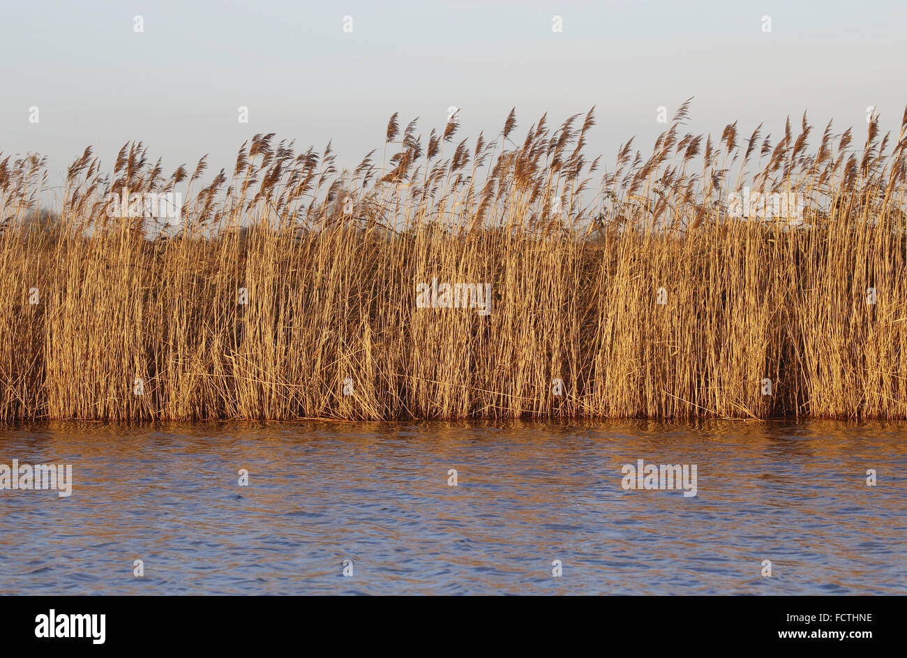 Norfolk Broads : roseaux communs, Phragmites australis, bordant la rive de la rivière Thurne près de Martham, Norfolk, Banque D'Images