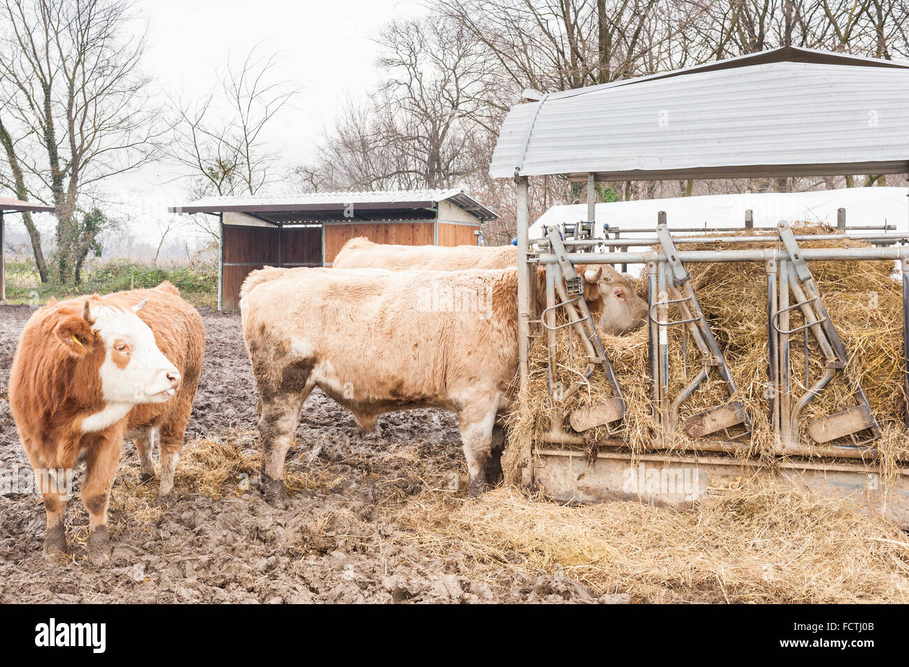 Les vaches mangent de la paille et du foin dans la grange de la ferme à la campagne Banque D'Images