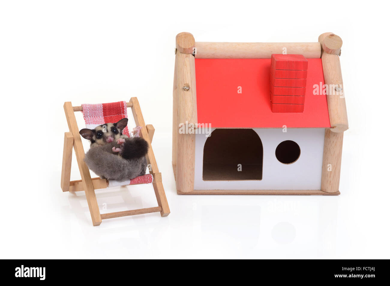 Écureuil volant détente sur chaise de plage en face de l'établissement Red Roof maison sur fond blanc. Banque D'Images
