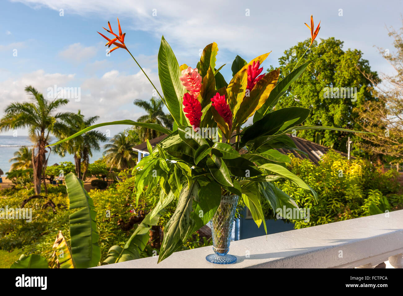 Belles fleurs de gingembre rouge tropical Banque D'Images