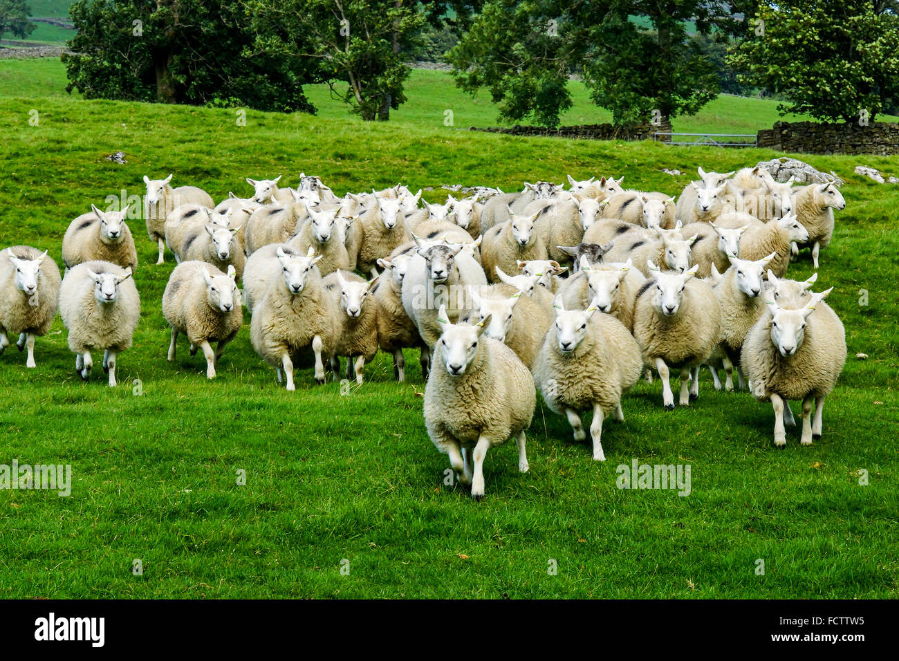 Wenslydale brebis dans le Yorkshire Dales Banque D'Images