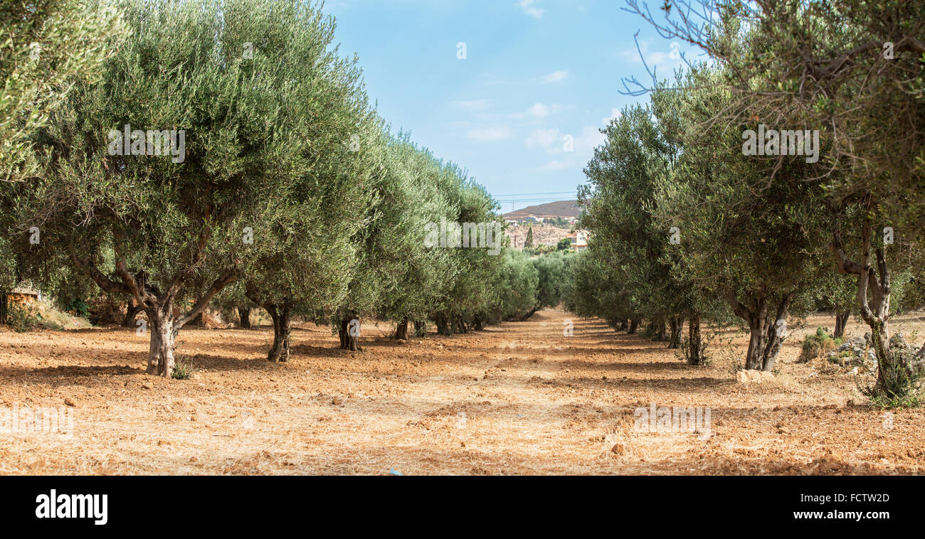 Le jardin des oliviers. Longue rangée d'arbres sur le fond de ciel. Banque D'Images