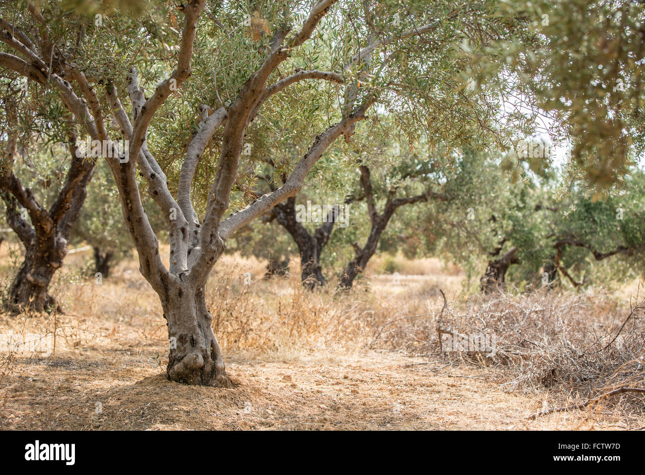 Dans le jardin des oliviers. Banque D'Images