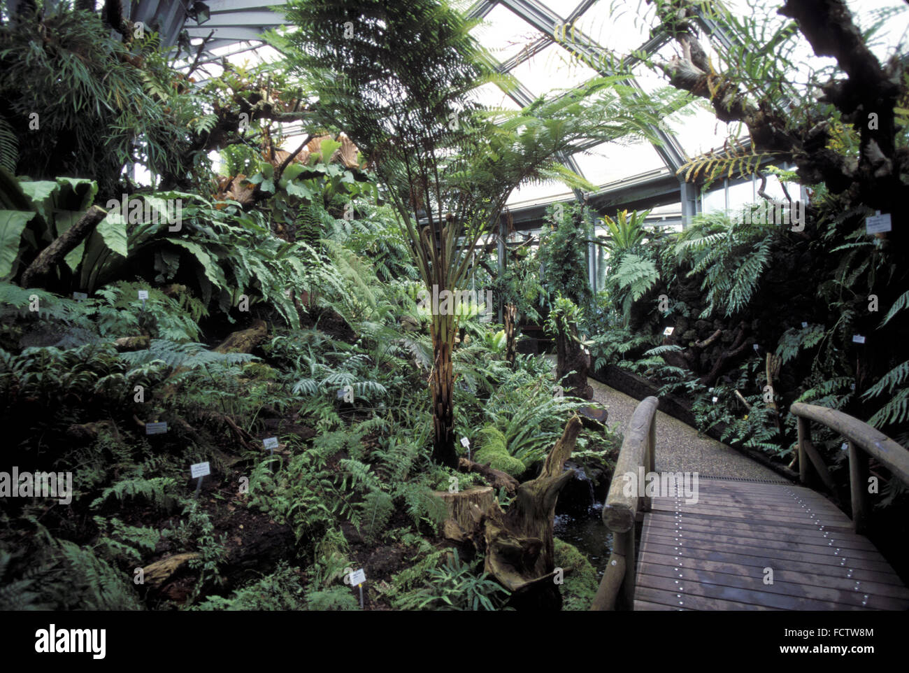 DEU, Allemagne, Berlin, les émissions au jardin botanique de la ville de Agaete. DEU, Deutschland, Berlin, Gewaechshaus im Banque D'Images