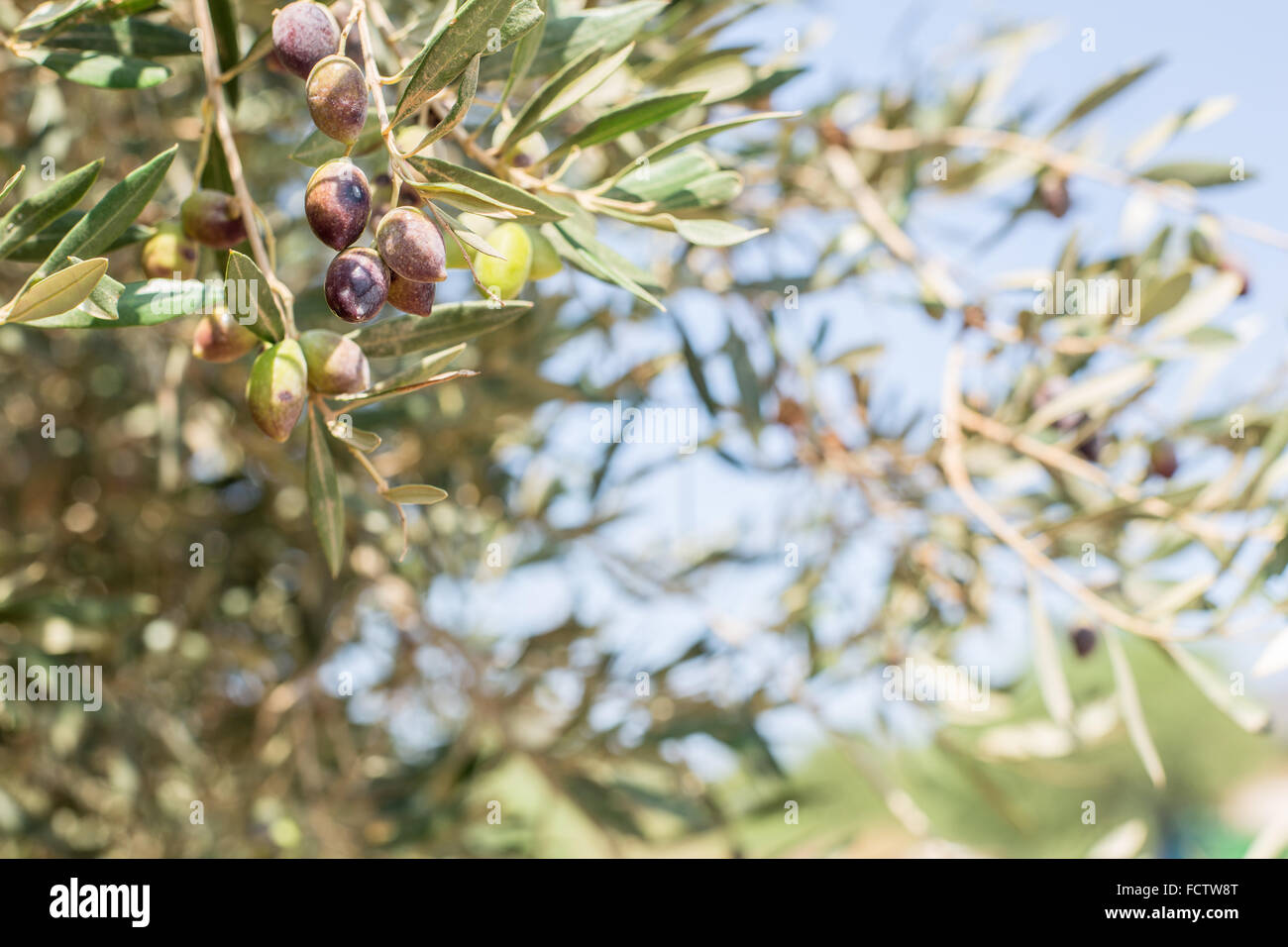 Branche de l'arbre d'olive avec des baies sur elle. Libre. Banque D'Images