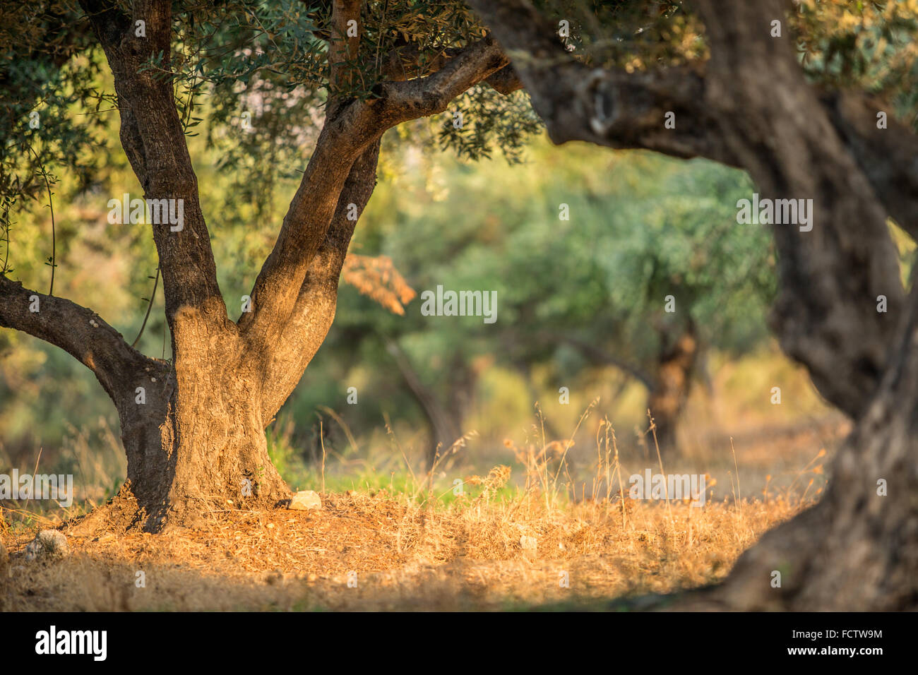 Dans le jardin des oliviers. Banque D'Images