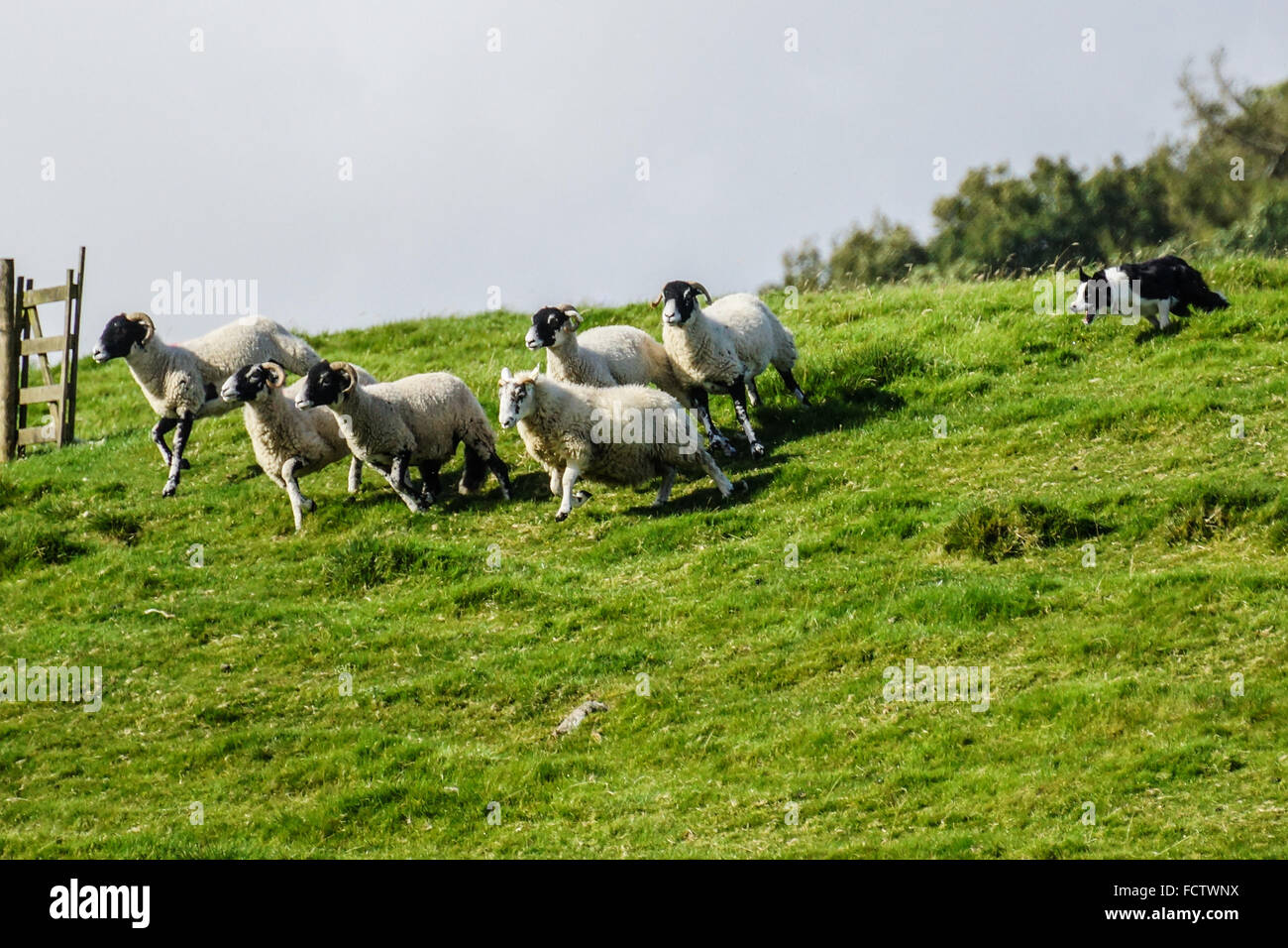 Moutons Swaledale Wenslydale dans le Yorkshire Dales Banque D'Images