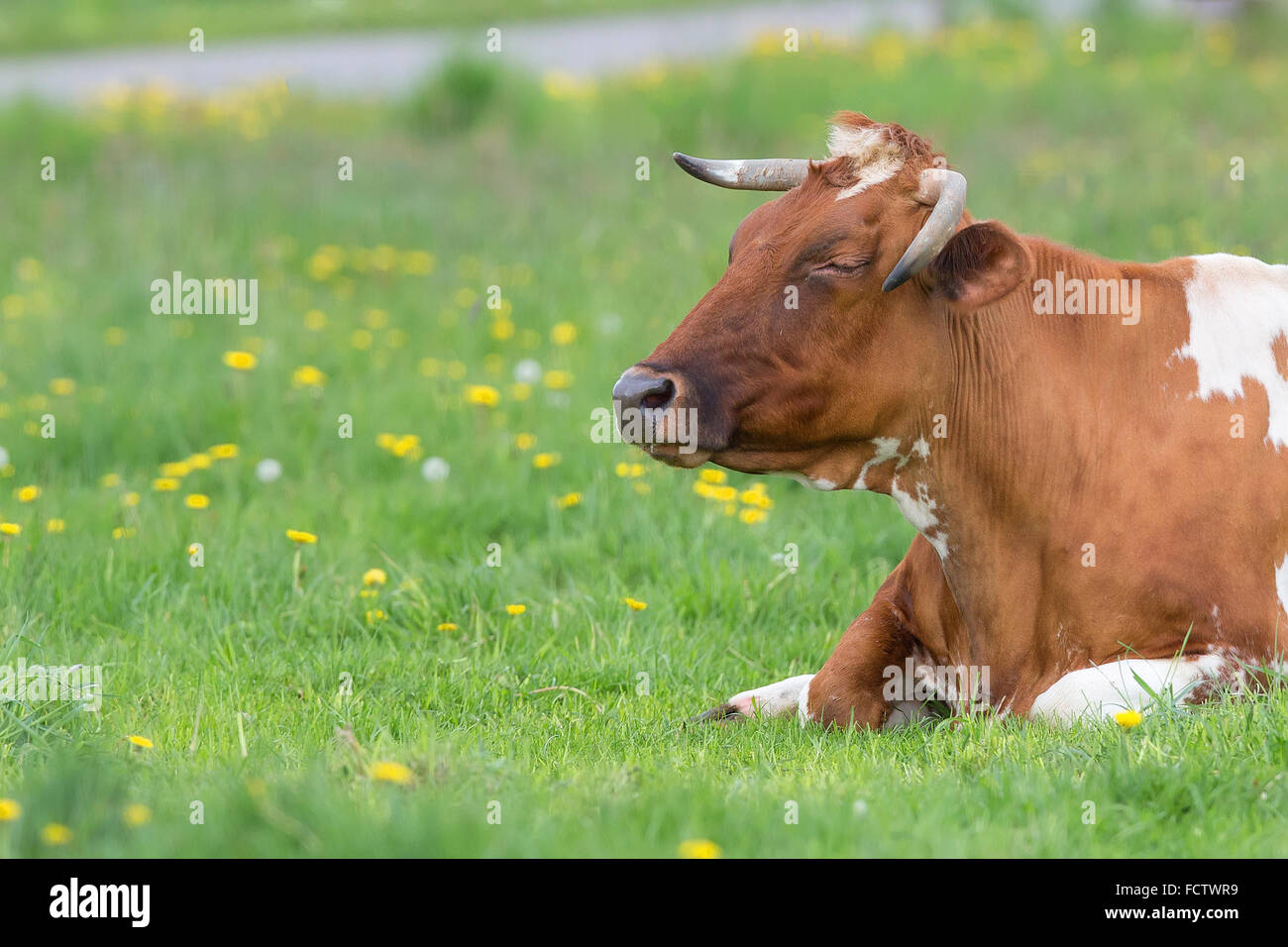 Dans la clairière de repos vache Banque D'Images