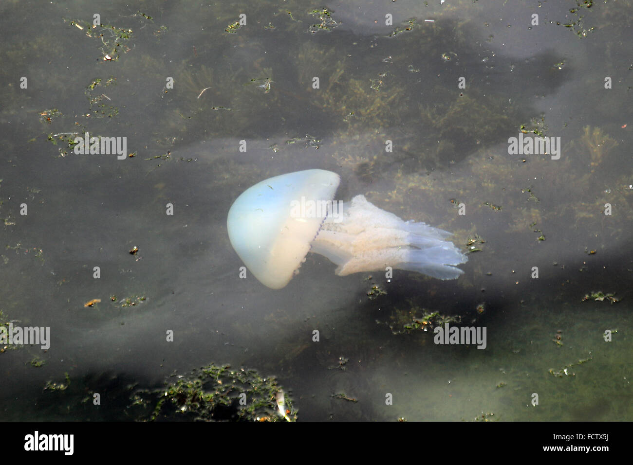 Les Méduses (Rhizostoma pulmo baril) de la côte de Cornouailles, Angleterre, Royaume-Uni. Banque D'Images