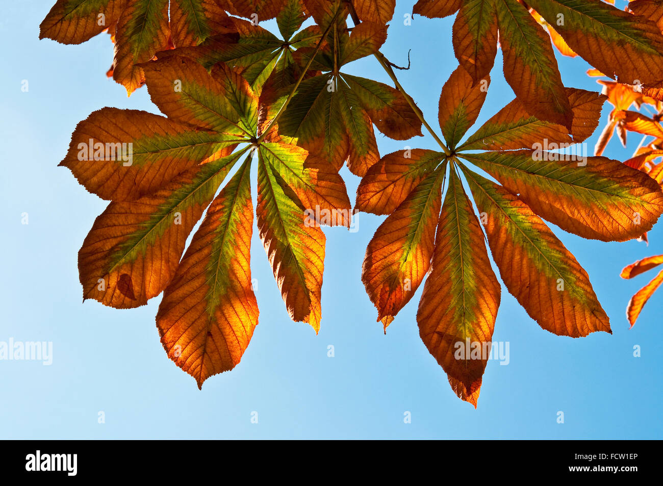 Les feuilles des arbres Horse-Chestnut (Aesculus hippocastanum) Banque D'Images