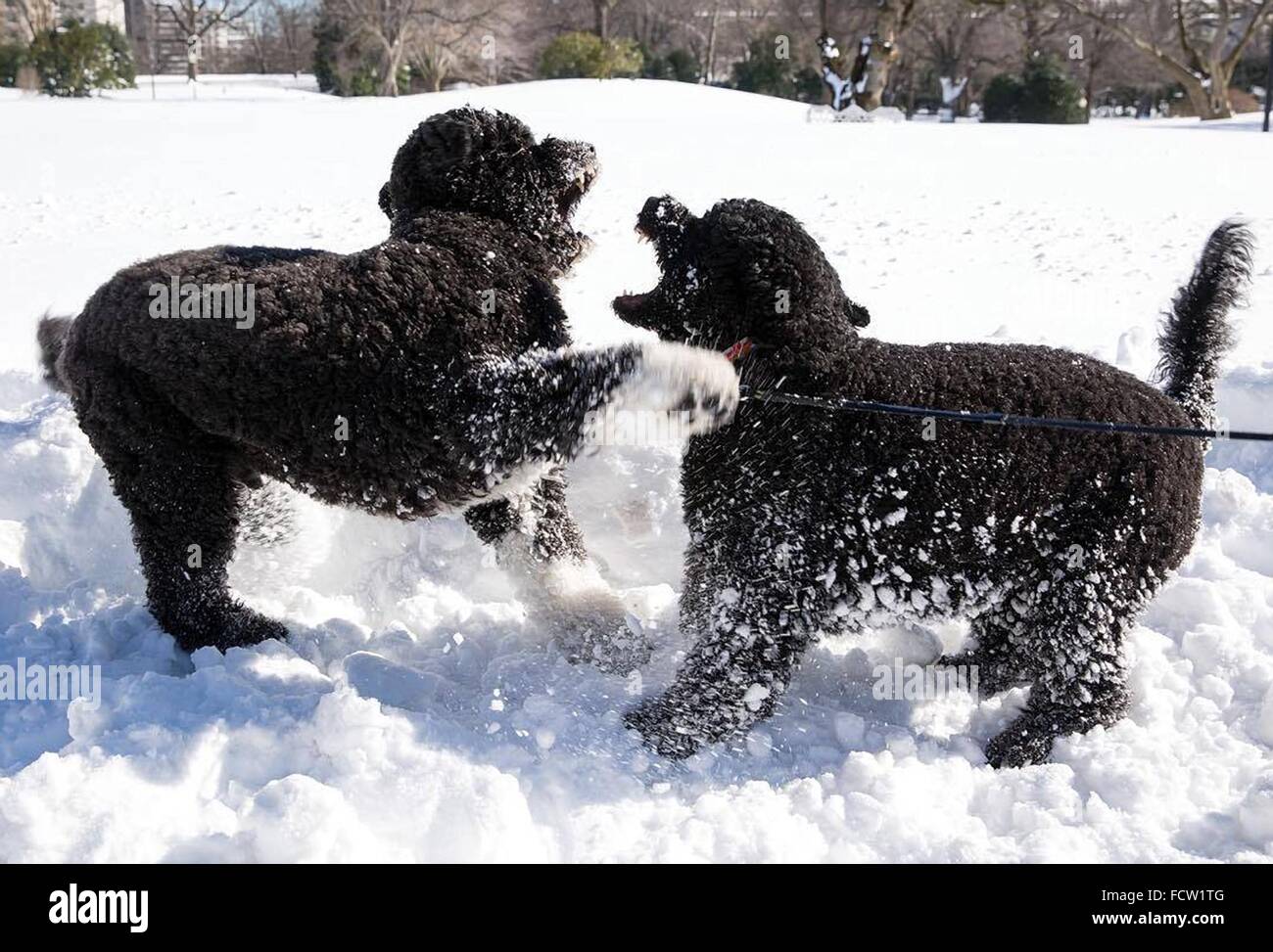 Washington, DC, USA. 24 Jan, 2016. Les chiens de la famille Obama Bo et ensoleillée, jouer dans la neige sur la pelouse Sud de la Maison Blanche le 24 janvier 2016 Travaux publics à Washington, DC. Banque D'Images