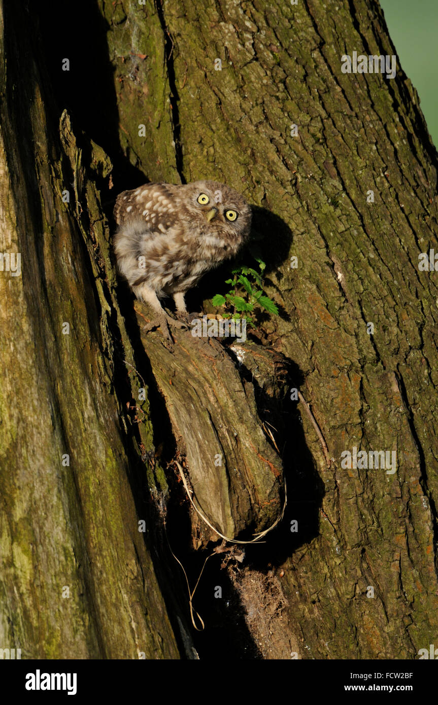 Petit hibou / Chouette Minervas ( Athene noctua ), peu de chick, se cache dans un trou d'un arbre, montres curieux, semble assez drôle. Banque D'Images