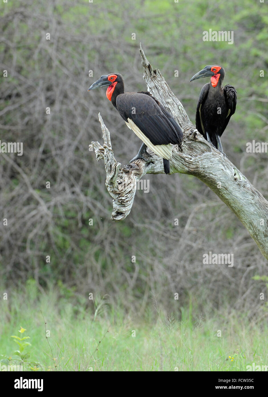 Calao terrestre du sud, Bucorvus leadbeateri ; anciennement Bucorvus cafer, Hwange N P, Zimbabwe Banque D'Images