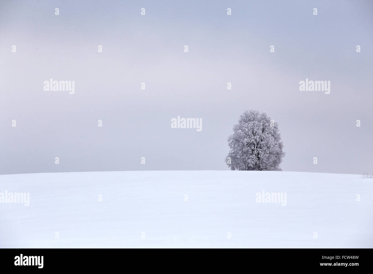 Arbre isolé en hiver. Bélarus Banque D'Images