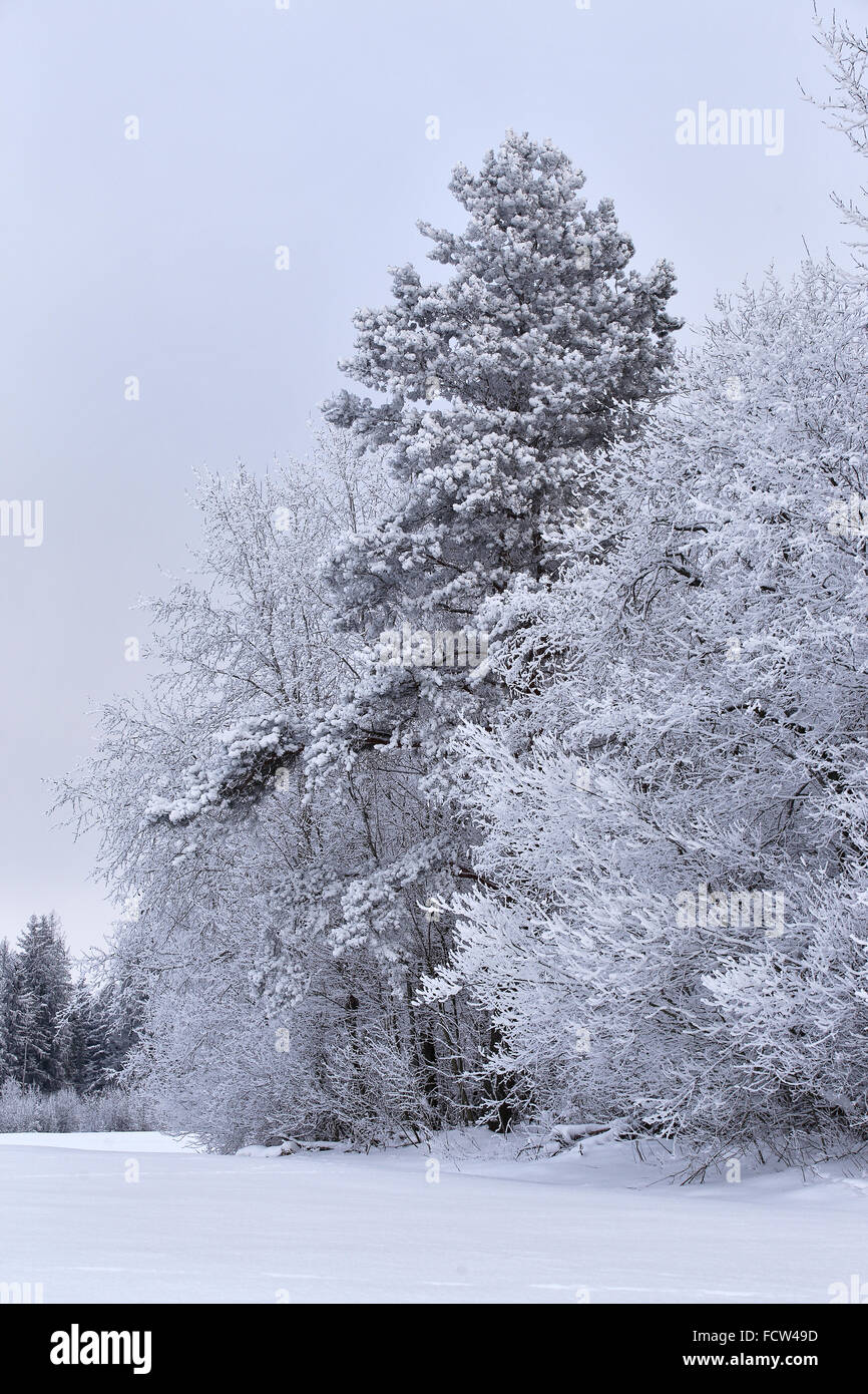 Forêt d'hiver de neige en janvier. Bélarus Banque D'Images
