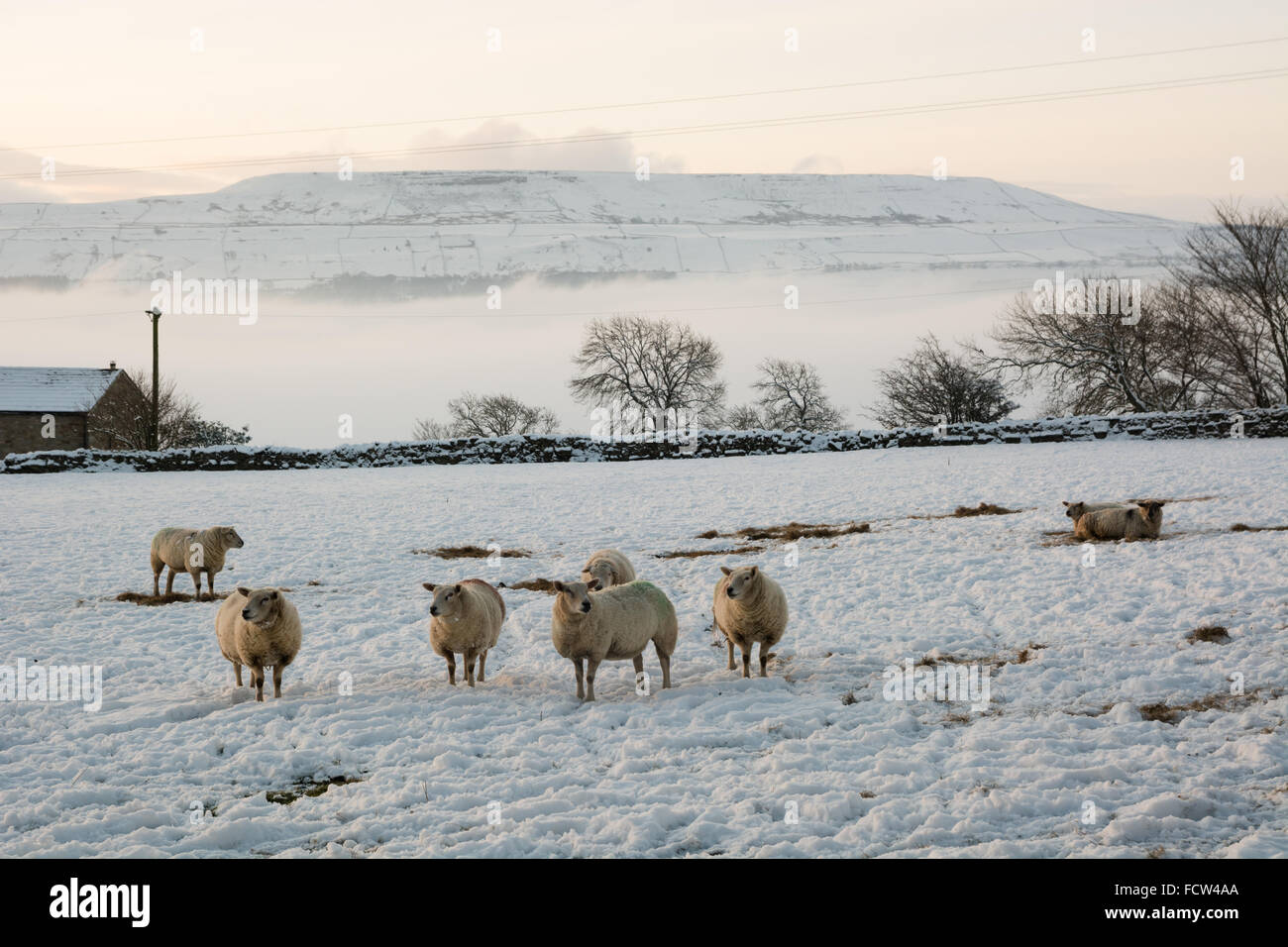 La neige et le mouton Wensleydale Banque D'Images
