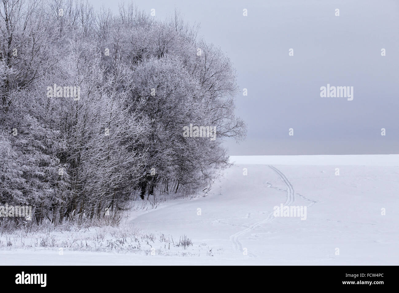 Forêt d'hiver de neige en janvier. Bélarus Banque D'Images