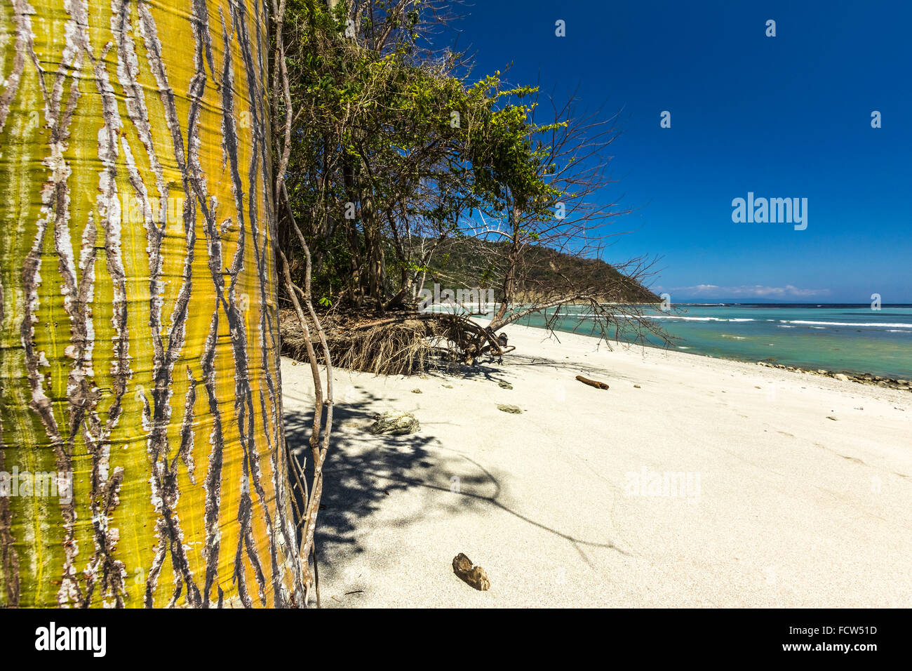 Grand arbre Ceiba à ventre à Cabo Blanco beach & nature reserve sur la pointe de la Péninsule de Nicoya SW ; Cabo Blanco, Puntarenas, Costa Rica Banque D'Images