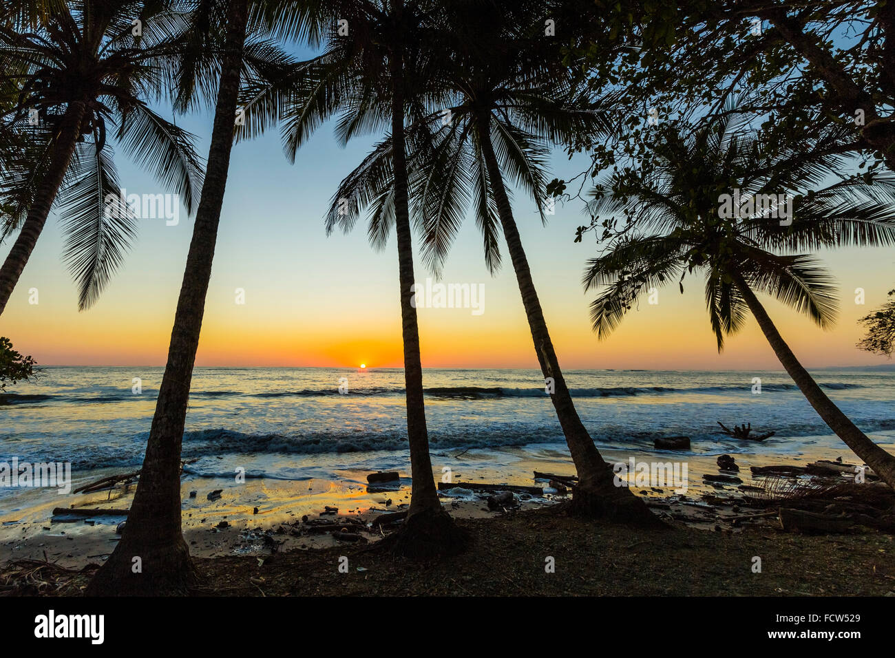 Palmiers au coucher du soleil par Hermosa Beach sur la côte sud de la Péninsule de Nicoya, Santa Teresa, Puntarenas, Costa Rica Banque D'Images