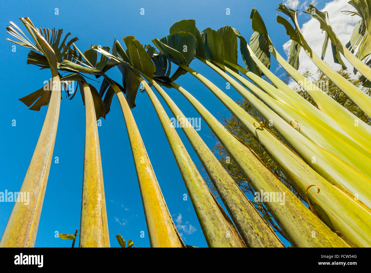 Oiseau de Paradis géant (plante de la famille des bananes) sur la côte sud de la Péninsule de Nicoya, Santa Teresa, Puntarenas, Costa Rica Banque D'Images