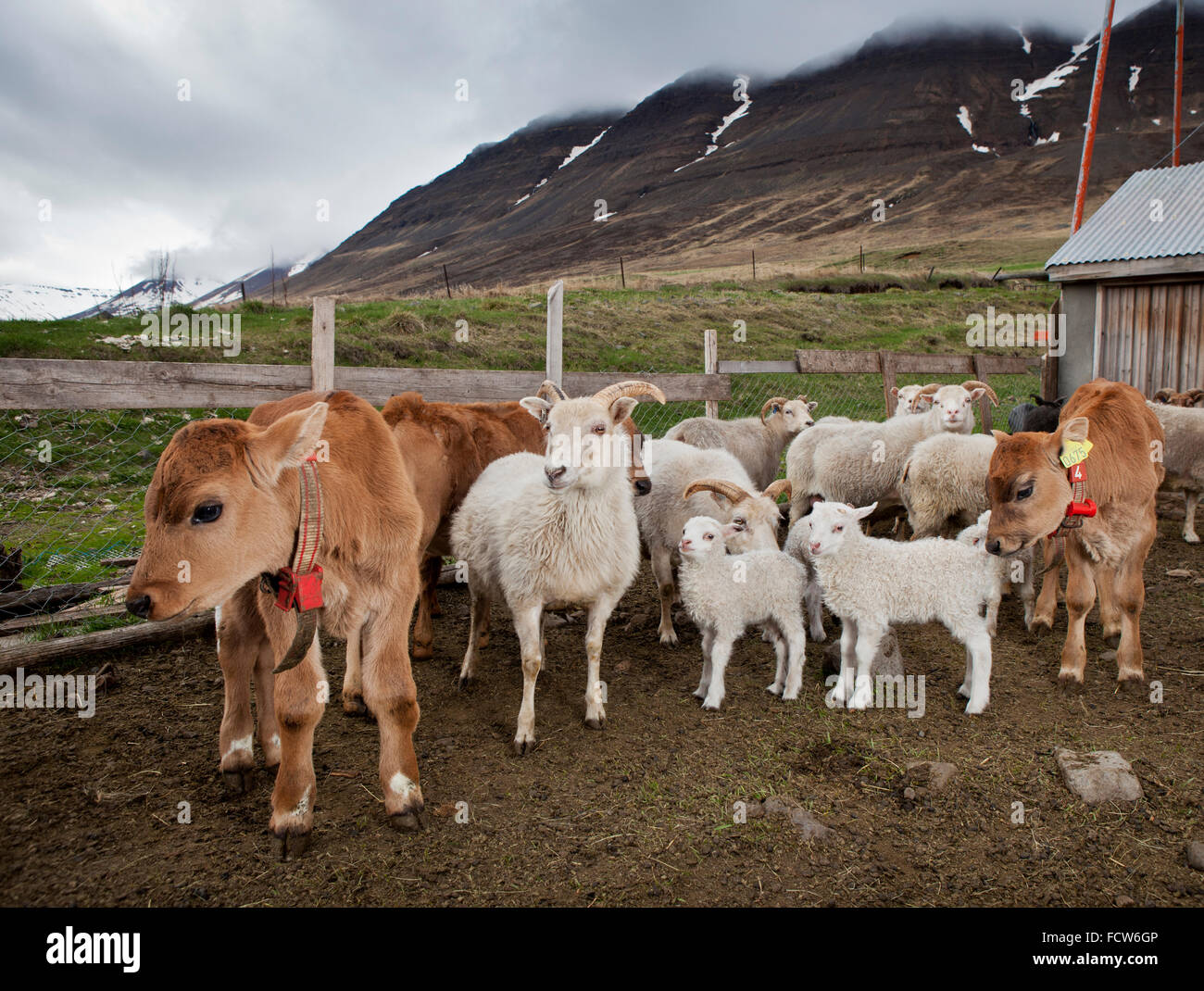 Les jeunes veaux et agneaux, Audbrekka Horgardalur ferme, vallée, Islande Banque D'Images
